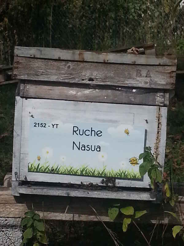 La ruche Nasua