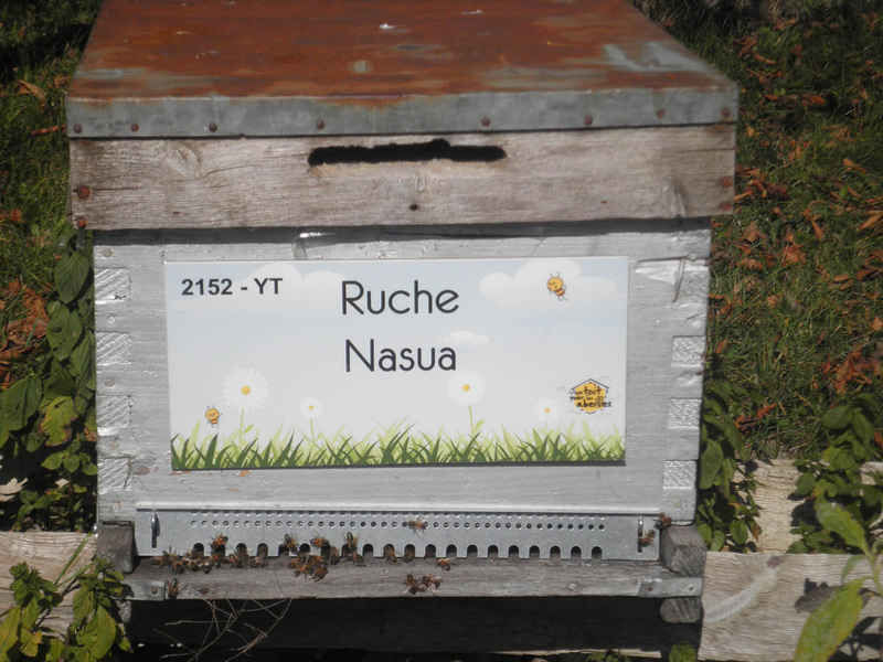La ruche Nasua
