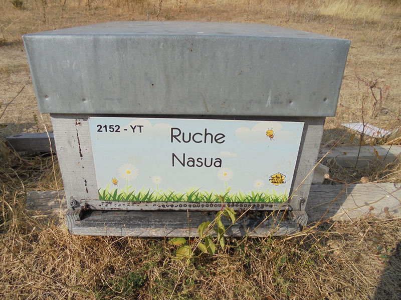 La ruche Nasua