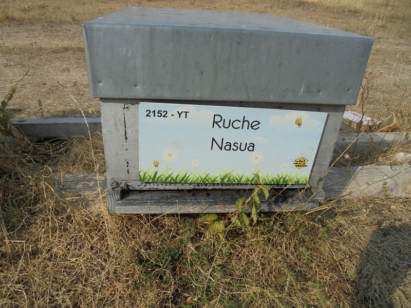 La ruche Nasua