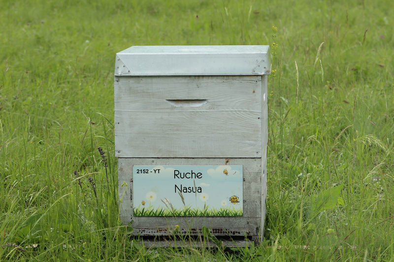 La ruche Nasua