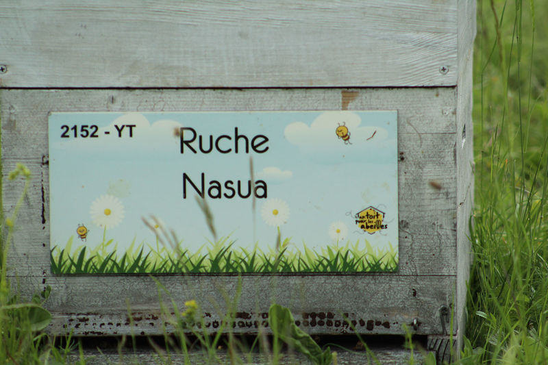 La ruche Nasua