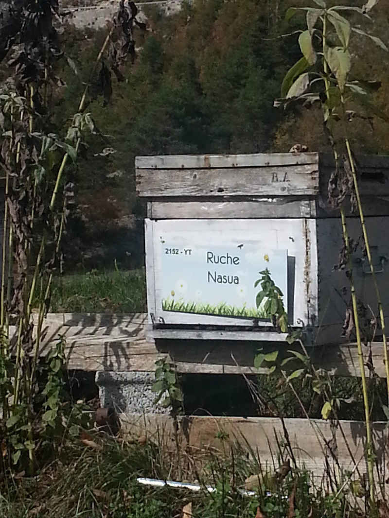 La ruche Nasua