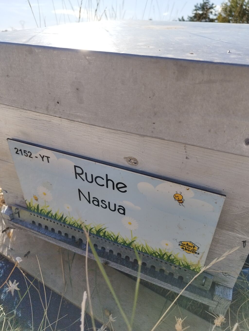 La ruche Nasua