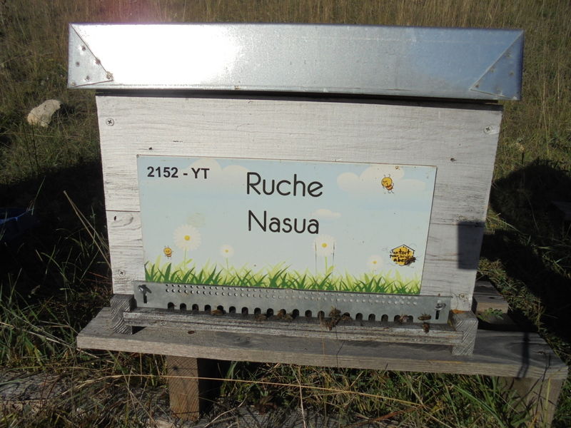 La ruche Nasua
