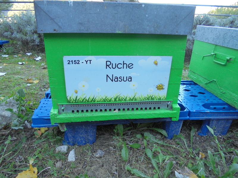 La ruche Nasua