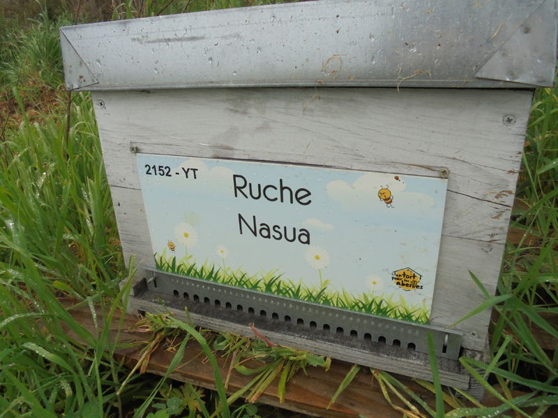 La ruche Nasua