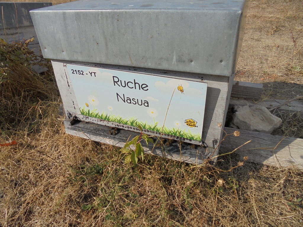 La ruche Nasua