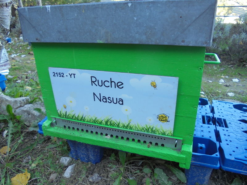La ruche Nasua