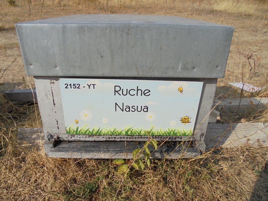 La ruche Nasua