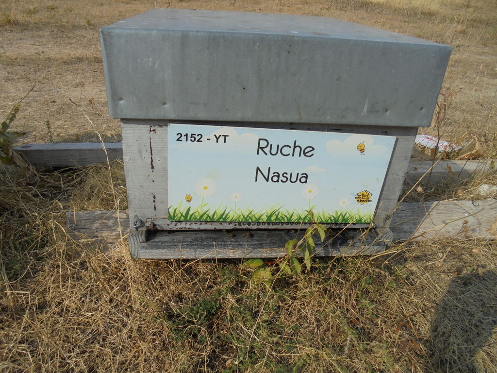 La ruche Nasua