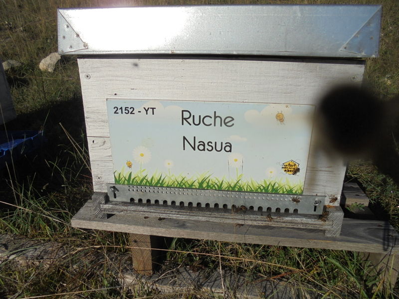 La ruche Nasua