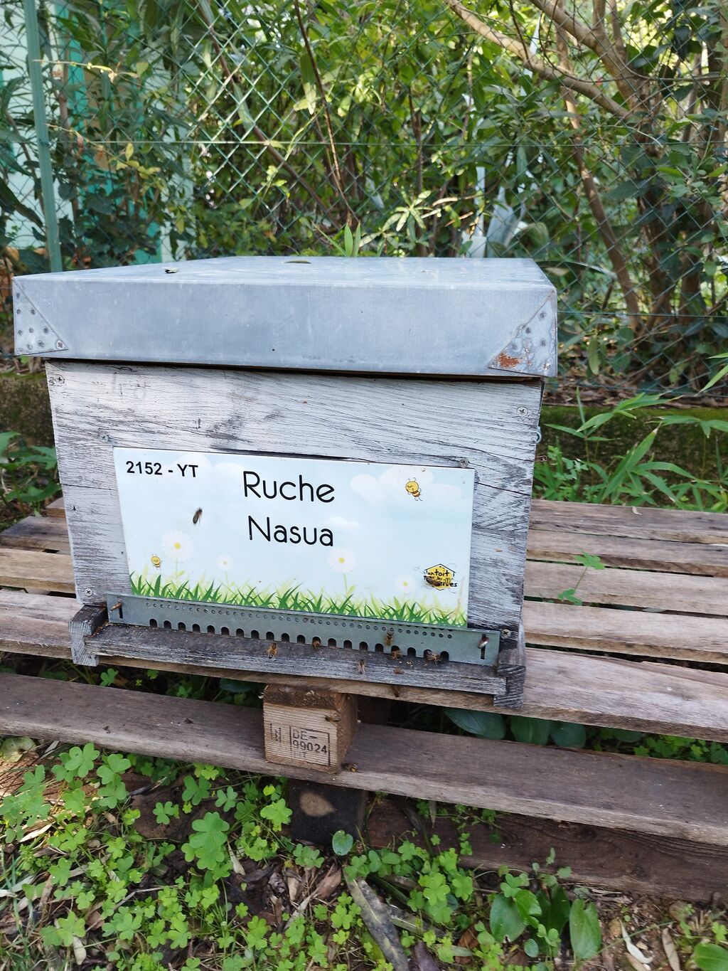 La ruche Nasua