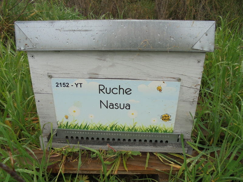 La ruche Nasua