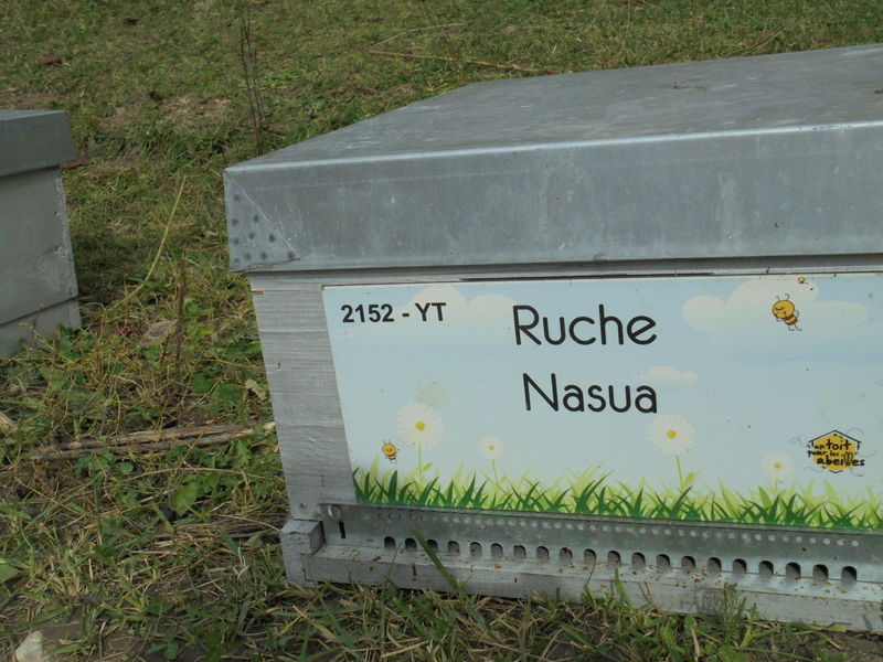 La ruche Nasua