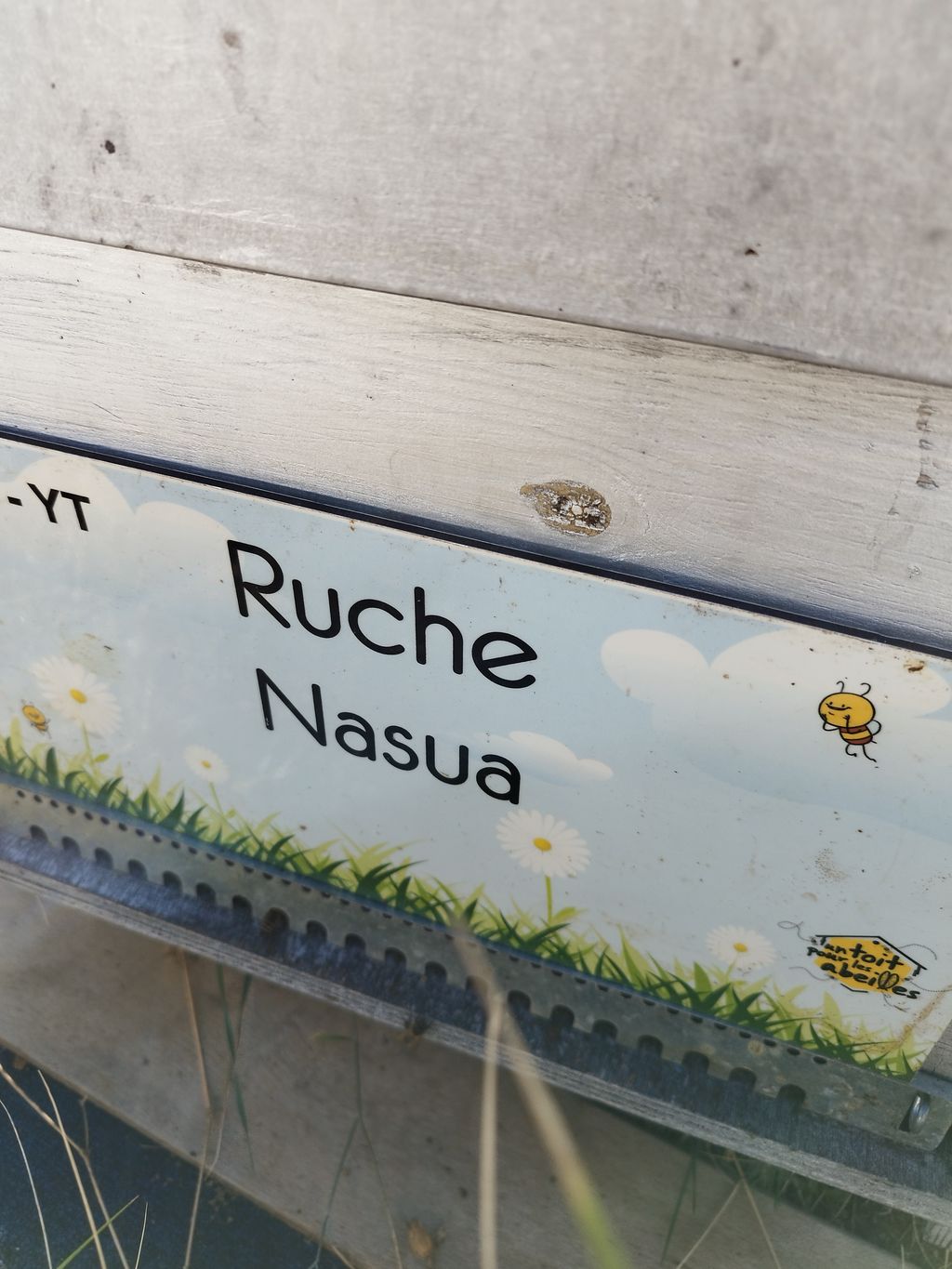 La ruche Nasua