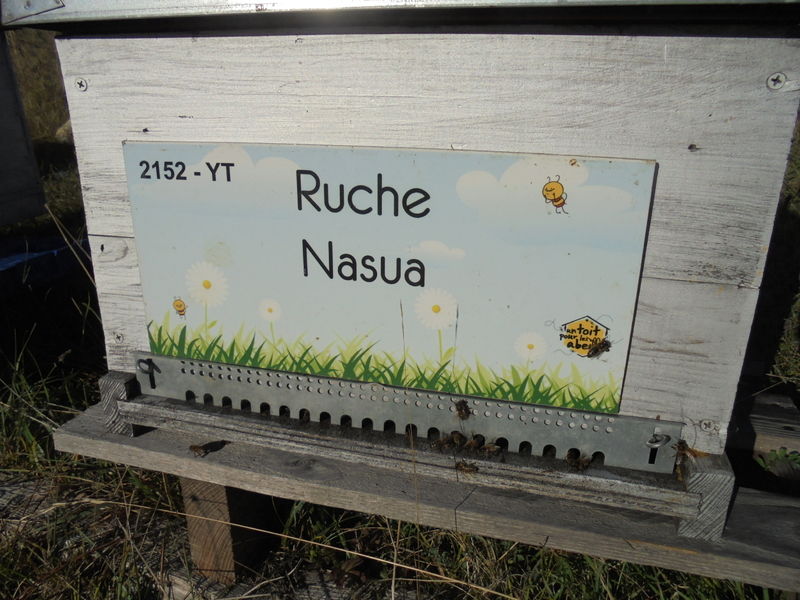 La ruche Nasua