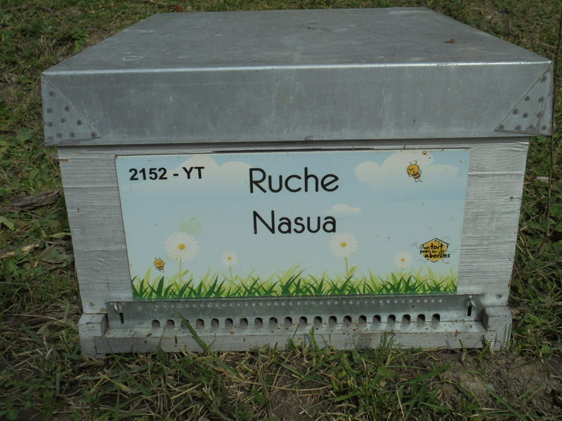 La ruche Nasua