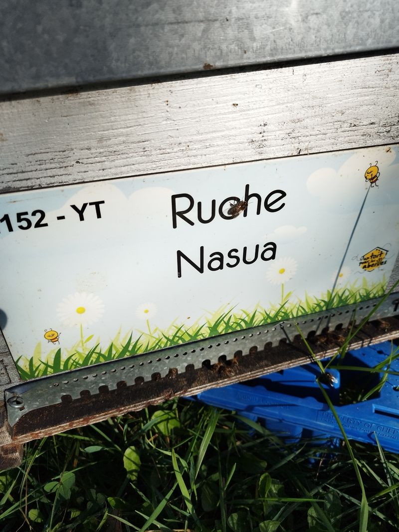 La ruche Nasua