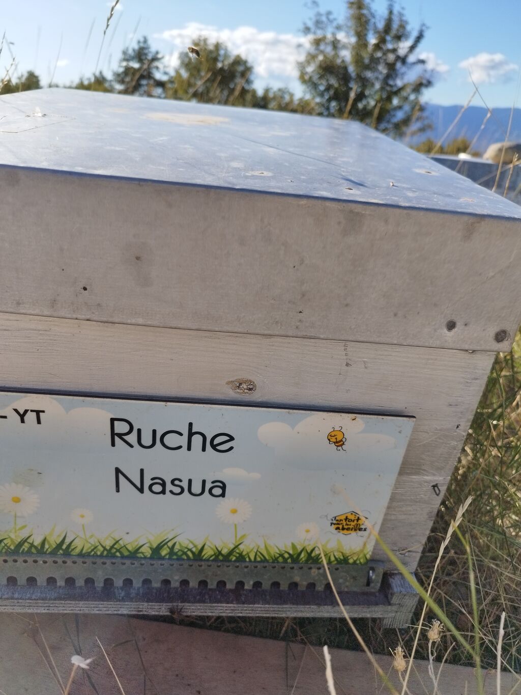La ruche Nasua