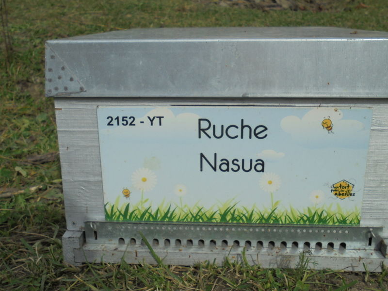 La ruche Nasua
