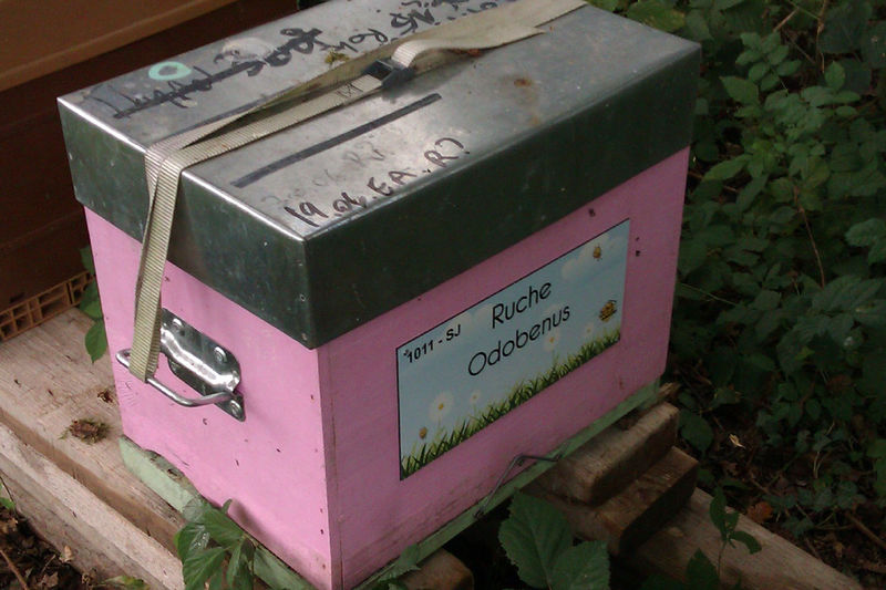 La ruche