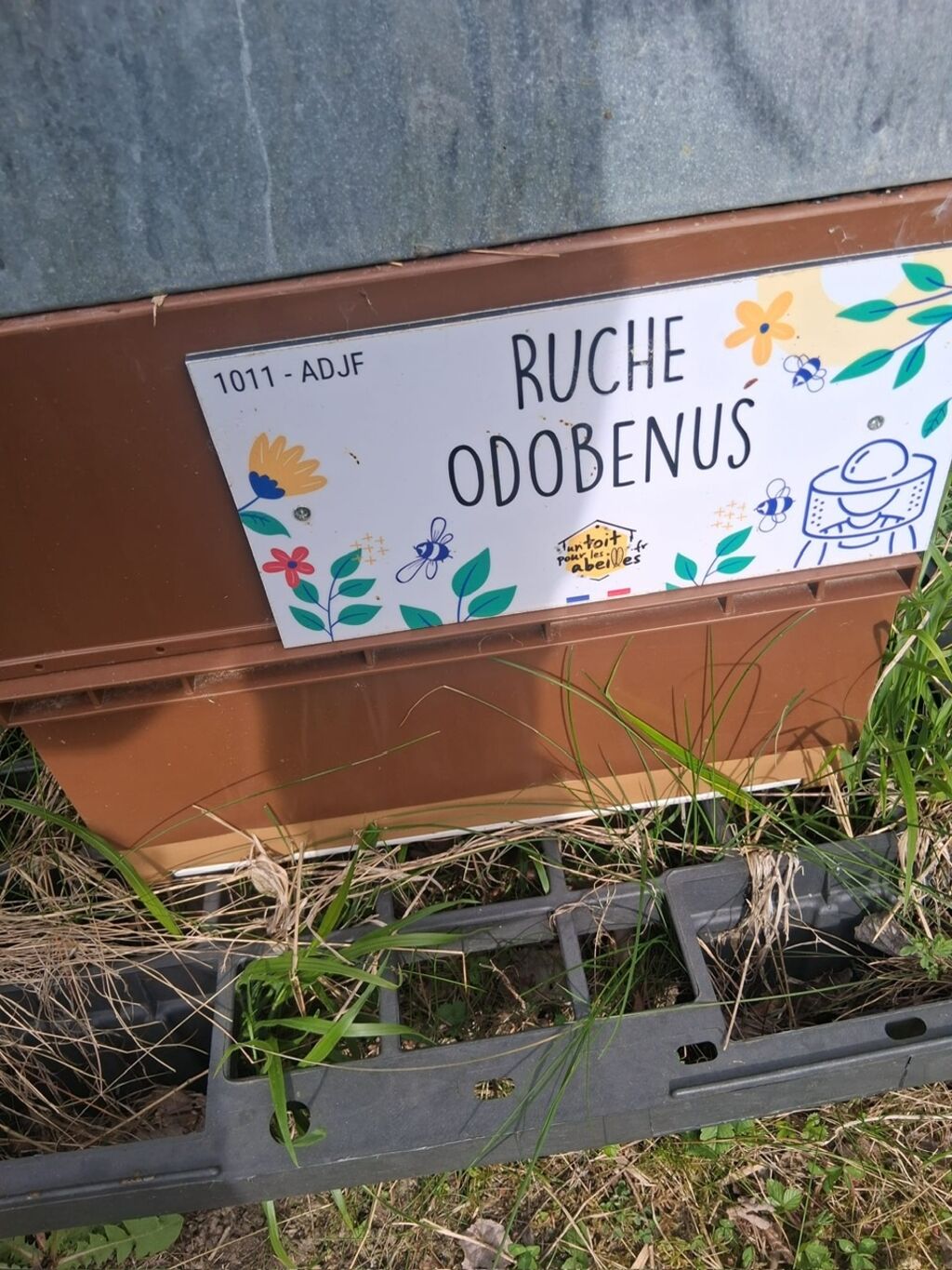 La ruche Odobenus