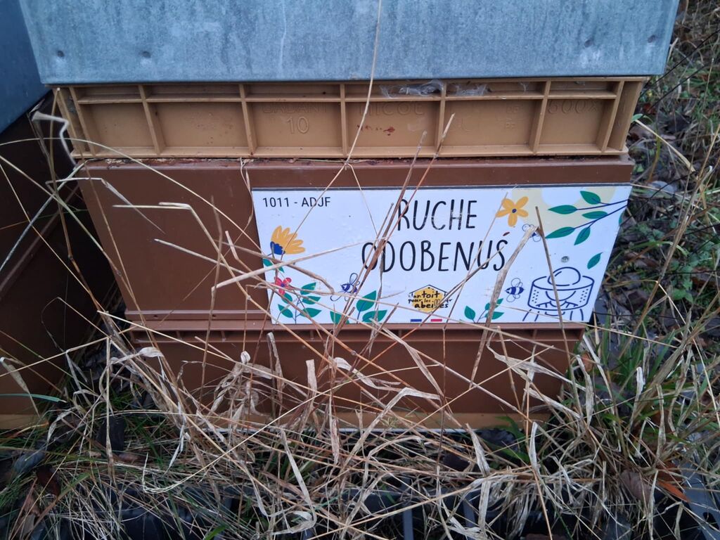 La ruche Odobenus