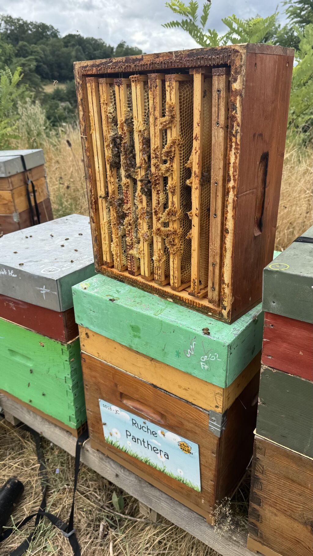 La ruche Panthera