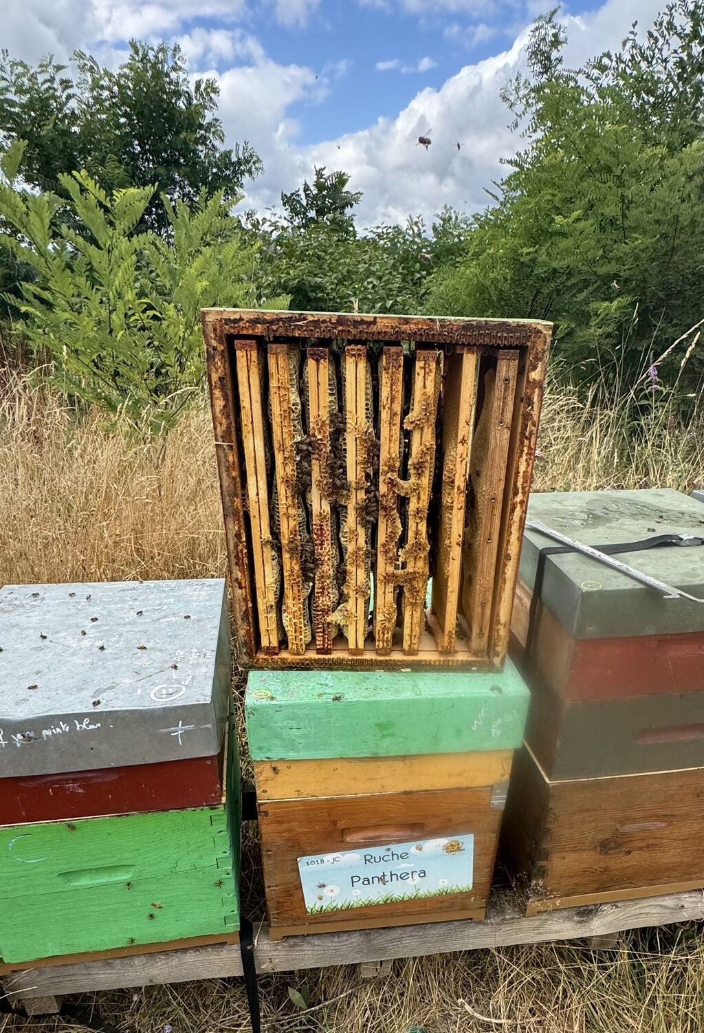 La ruche Panthera