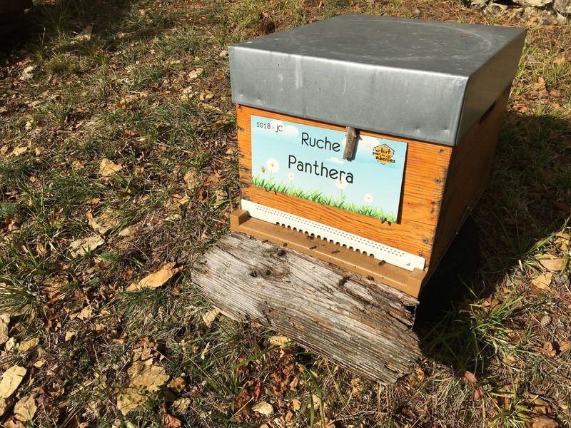 La ruche Panthera