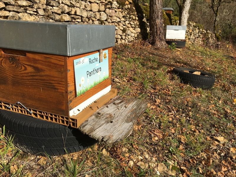 La ruche Panthera