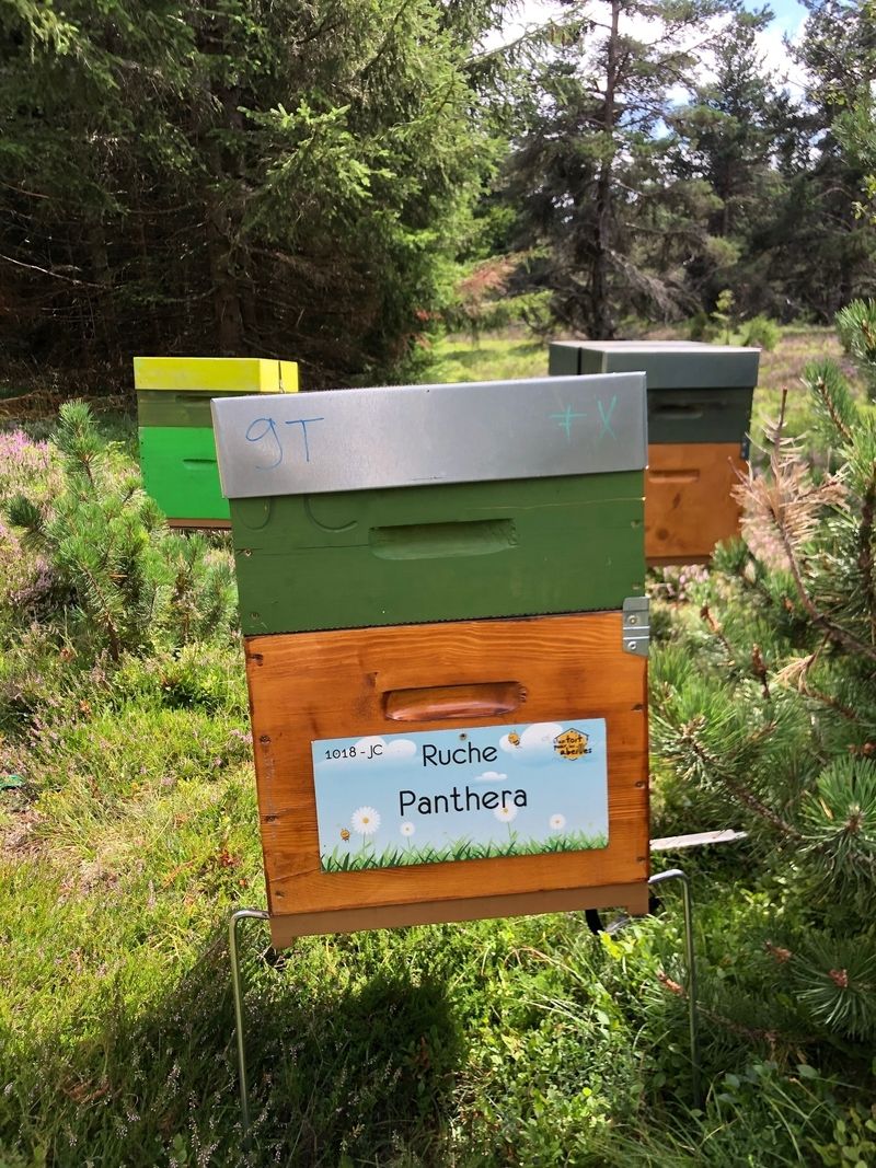 La ruche Panthera