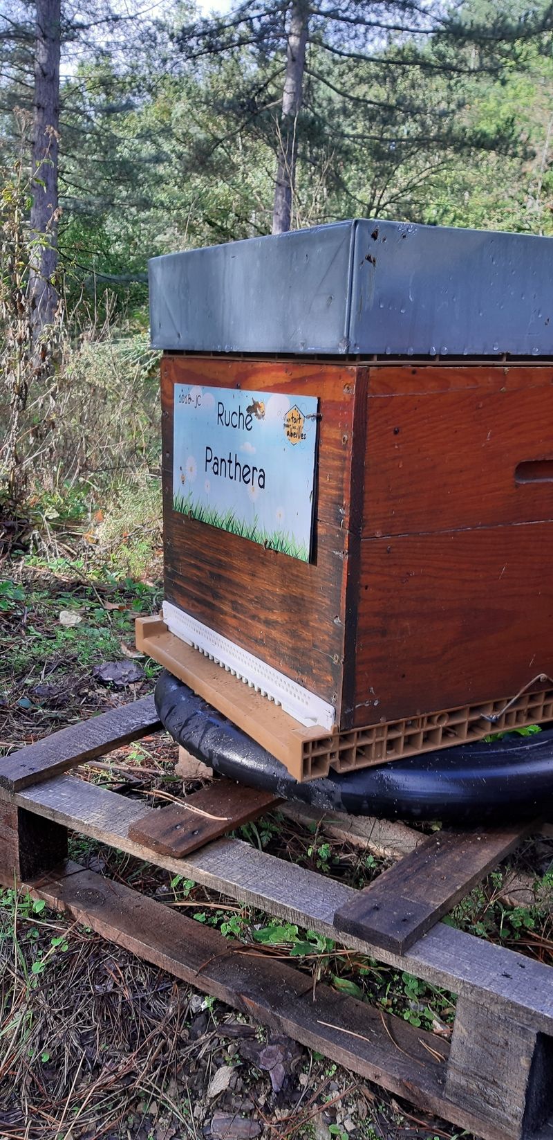 La ruche Panthera
