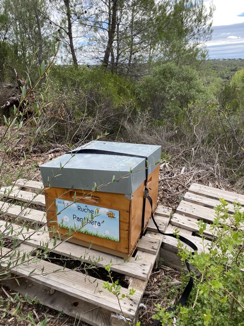 La ruche Panthera