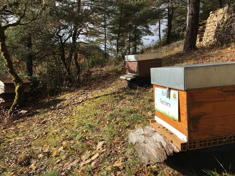 La ruche Panthera