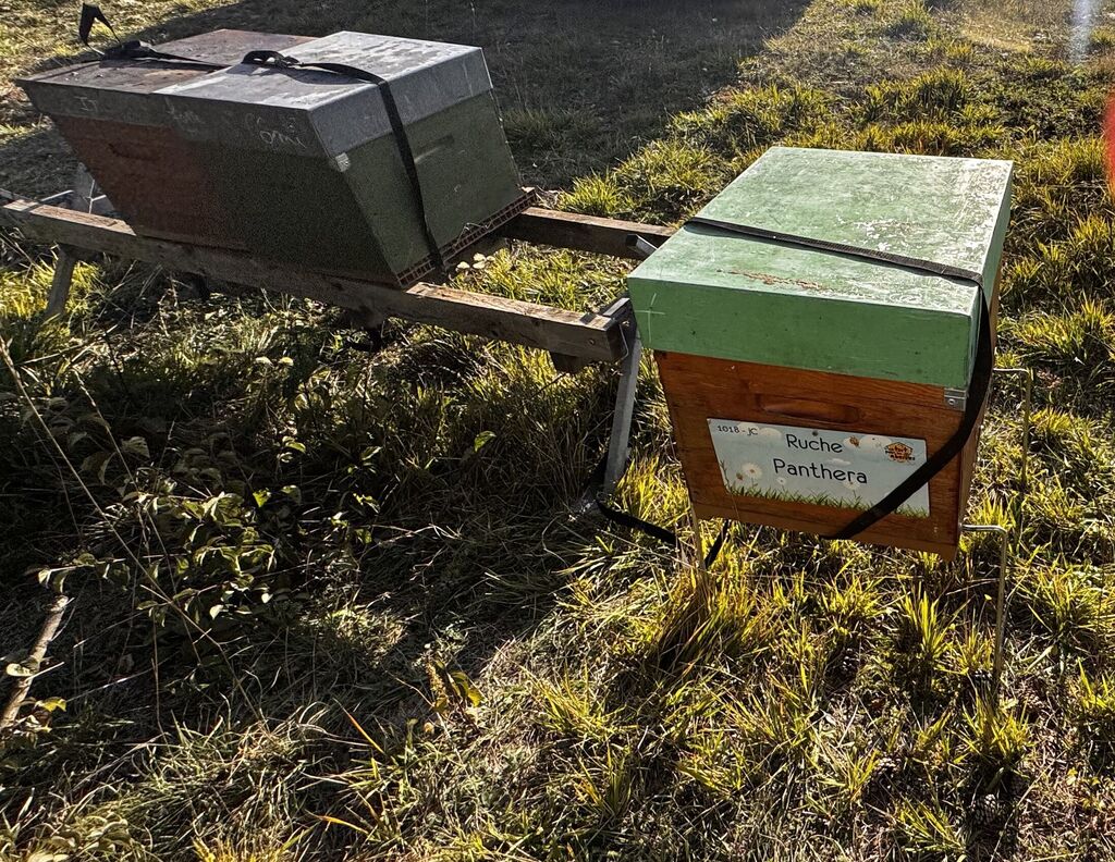 La ruche Panthera