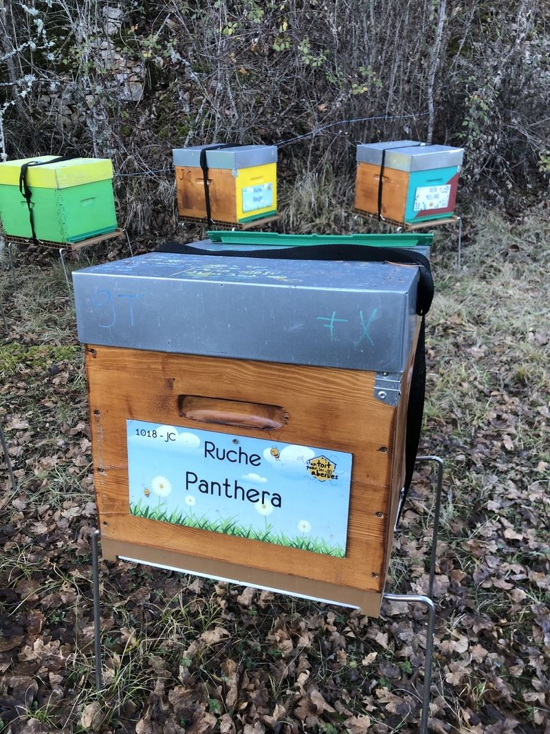 La ruche Panthera