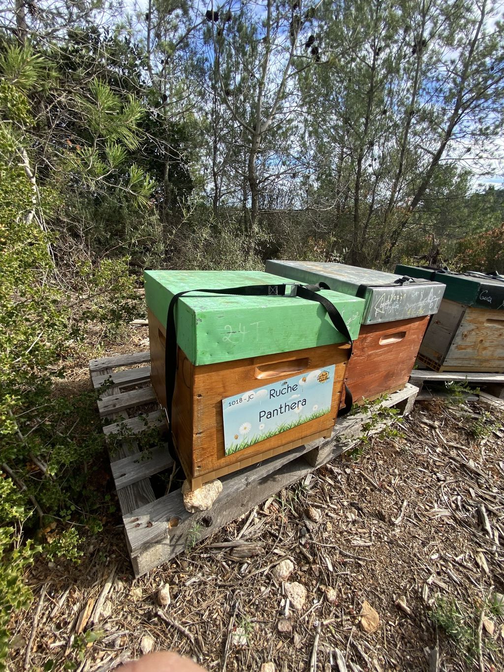 La ruche Panthera