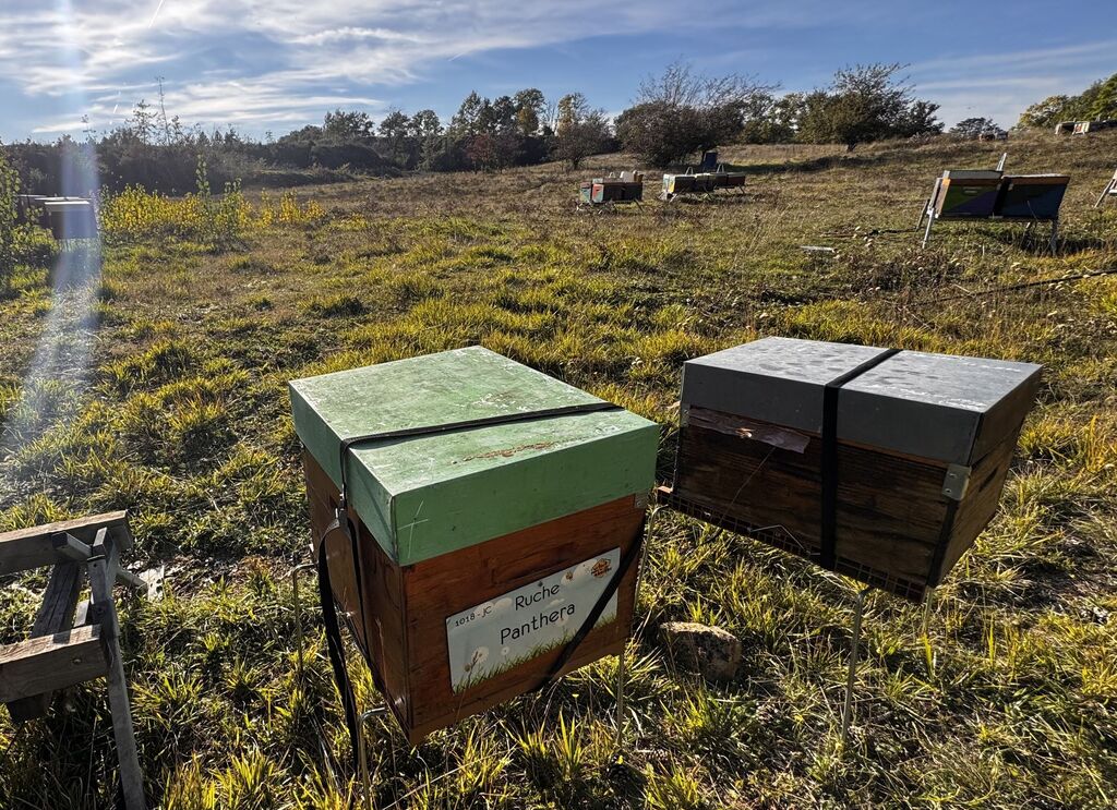 La ruche Panthera