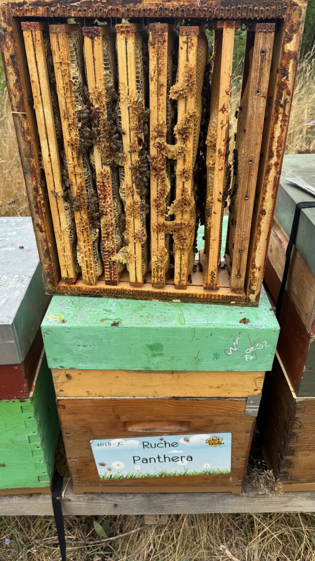 La ruche Panthera