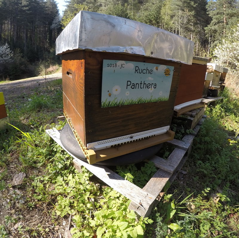 La ruche Panthera