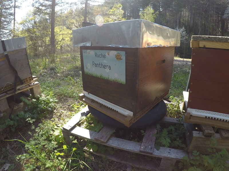 La ruche Panthera