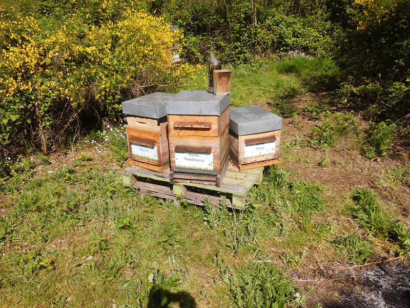 La ruche Paradoxurus