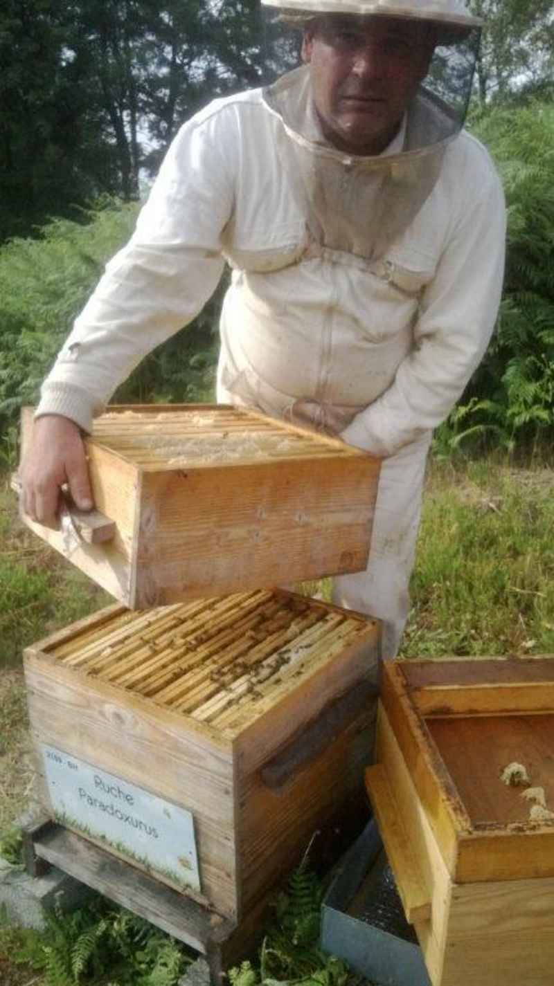 La ruche 