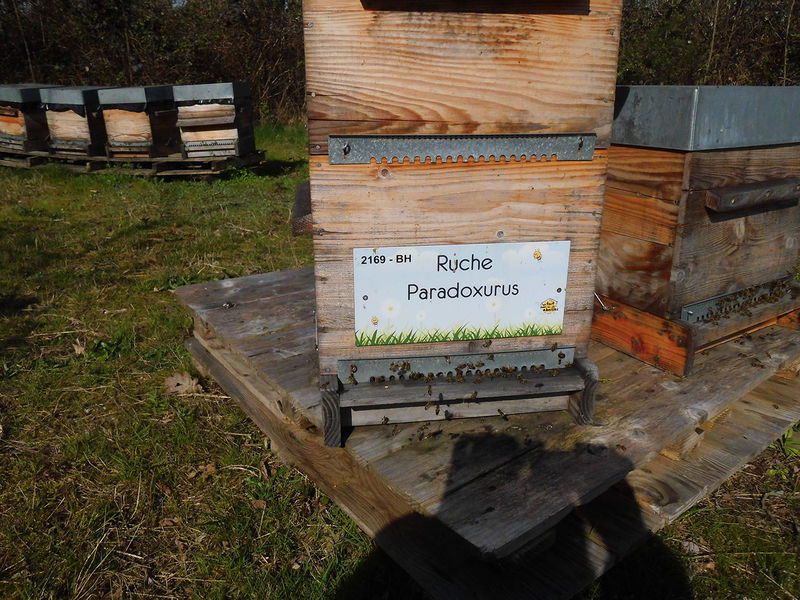 La ruche Paradoxurus