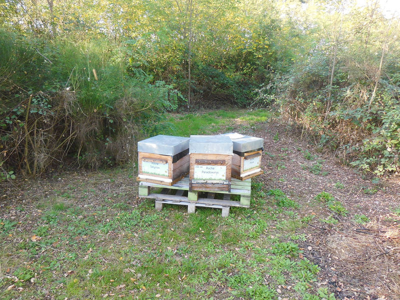 La ruche Paradoxurus