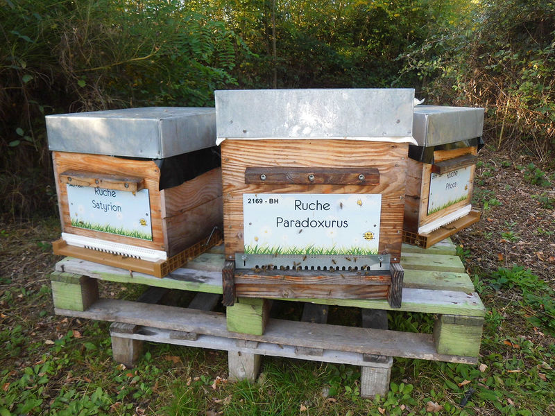 La ruche Paradoxurus