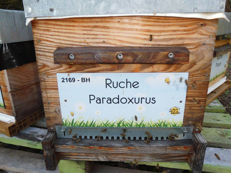 La ruche Paradoxurus