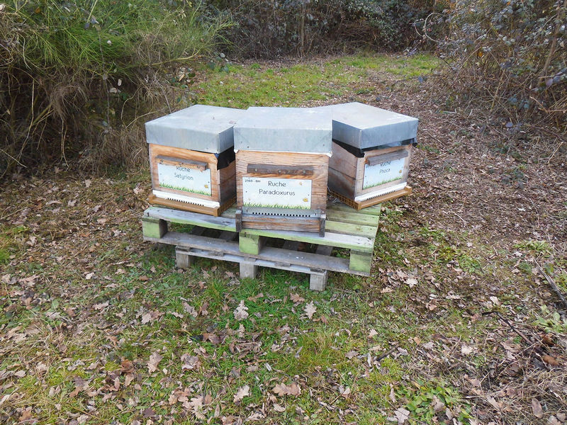 La ruche Paradoxurus